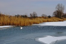 Лебеди в феврале на реке Кагальнике