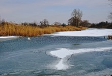Лебеди в феврале на реке Кагальнике