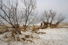 Песчаные сосульки на берегу Таганрогского залива во время ветрового нагона воды