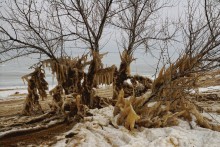Песчаные сосульки на берегу Таганрогского залива во время ветрового нагона воды