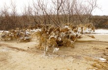 Песчаные сосульки на берегу Таганрогского залива во время ветрового нагона воды