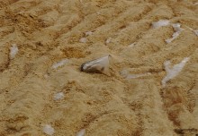 Песчаные сосульки на берегу Таганрогского залива во время ветрового нагона воды