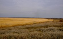 Поля тростника пасхального цвета