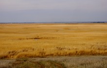 Поля тростника пасхального цвета