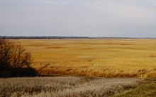 Поля тростника пасхального цвета