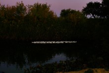 река Чир, гуси