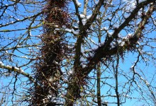 Весна в Змиёвой балке Большого Лога 