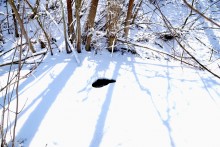 Весна в Змиёвой балке Большого Лога 