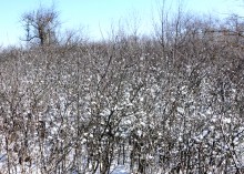 Весна в Змиёвой балке Большого Лога 