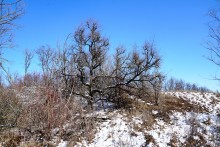 Весна в Змиёвой балке Большого Лога 