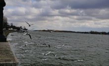 Чайки на набережной Ростова-на-Дону