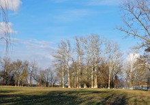 Серебристые тополя весной