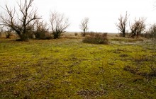 Весенний мох кукушкин лен