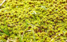 Весенний мох кукушкин лен