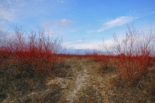 В красных лесах цветущего краснотала в долине Северского Донца