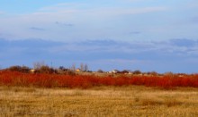 В красных лесах цветущего краснотала в долине Северского Донца