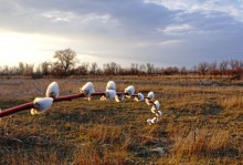 В красных лесах цветущего краснотала в долине Северского Донца