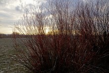 В красных лесах цветущего краснотала в долине Северского Донца