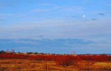 В красных лесах цветущего краснотала в долине Северского Донца
