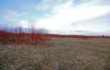 В красных лесах цветущего краснотала в долине Северского Донца