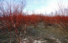 В красных лесах цветущего краснотала в долине Северского Донца