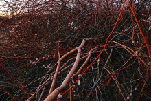 В красных лесах цветущего краснотала в долине Северского Донца