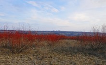В красных лесах цветущего краснотала в долине Северского Донца