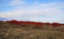 В красных лесах цветущего краснотала в долине Северского Донца