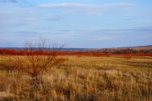В красных лесах цветущего краснотала в долине Северского Донца