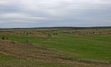 Сальские степи