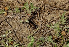 Весна в балке Обрывской