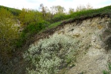 Весна в балке Обрывской