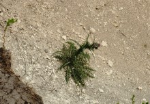 Выходы мергеля в балке Обрывской