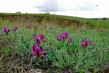 Весна в балке Обрывской