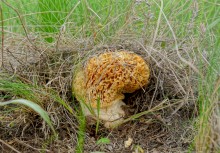 Весна в балке Обрывской