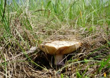 Весна в балке Обрывской