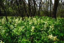 Весна в балке Обрывской