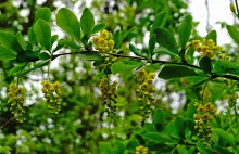 Поход 9-го мая от военно-исторического музея в Аксае до братской могилы в поселке Реконструктор