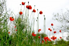 Поход 9-го мая от военно-исторического музея в Аксае до братской могилы в поселке Реконструктор