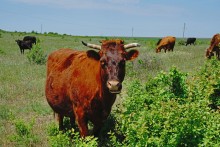 Скалы на реке Кундрючья у хутора Голубинка