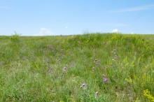 Зубы акул в отложениях на берегах реки Глубокой