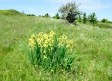 Зубы акул в отложениях на берегах реки Глубокой
