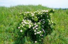 Зубы акул в отложениях на берегах реки Глубокой