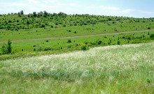 Зубы акул в отложениях на берегах реки Глубокой