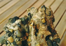 Зубы акул в отложениях на берегах реки Глубокой