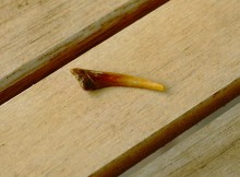 Зубы акул в отложениях на берегах реки Глубокой