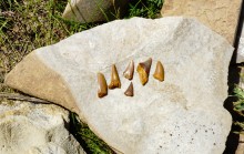 Зубы акул в отложениях на берегах реки Глубокой