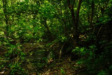 Водяная мельница в хуторе Грушевка на реке Кундрючьей