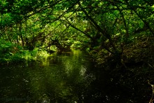 Водяная мельница в хуторе Грушевка на реке Кундрючьей