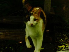 Водяная мельница в хуторе Грушевка на реке Кундрючьей